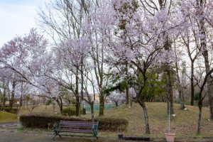 すいとぴあ江南、桜、３月春の花、愛知県江南市の観光・撮影スポットの画像と写真