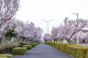 すいとぴあ江南、桜、３月春の花、愛知県江南市の観光・撮影スポットの画像と写真