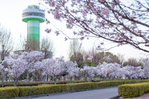 すいとぴあ江南、桜、３月春の花、愛知県江南市の観光・撮影スポットの画像と写真
