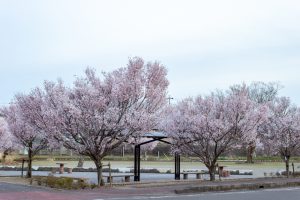 すいとぴあ江南、桜、３月春の花、愛知県江南市の観光・撮影スポットの画像と写真