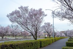 すいとぴあ江南、桜、３月春の花、愛知県江南市の観光・撮影スポットの画像と写真