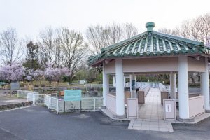 すいとぴあ江南、桜、３月春の花、愛知県江南市の観光・撮影スポットの画像と写真