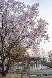すいとぴあ江南、桜、３月春の花、愛知県江南市の観光・撮影スポットの画像と写真
