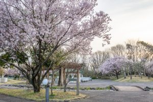すいとぴあ江南、桜、３月春の花、愛知県江南市の観光・撮影スポットの画像と写真