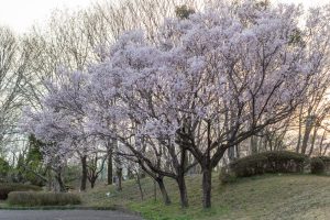すいとぴあ江南、桜、３月春の花、愛知県江南市の観光・撮影スポットの画像と写真