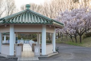 すいとぴあ江南、桜、３月春の花、愛知県江南市の観光・撮影スポットの画像と写真