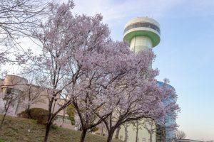 すいとぴあ江南、桜、３月春の花、愛知県江南市の観光・撮影スポットの画像と写真