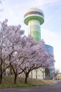 すいとぴあ江南、桜、３月春の花、愛知県江南市の観光・撮影スポットの画像と写真