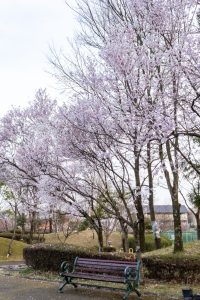 すいとぴあ江南、桜、３月春の花、愛知県江南市の観光・撮影スポットの画像と写真
