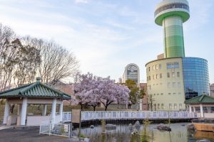 すいとぴあ江南、桜、３月春の花、愛知県江南市の観光・撮影スポットの画像と写真