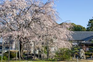 正眼寺、しだれ桜、3月春の花、愛知県小牧市の観光・撮影スポットの画像と写真