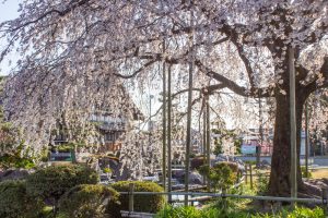正眼寺、しだれ桜、3月春の花、愛知県小牧市の観光・撮影スポットの画像と写真