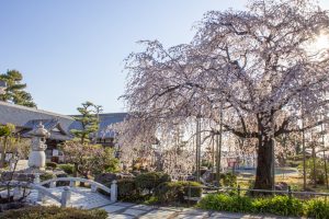 正眼寺、しだれ桜、3月春の花、愛知県小牧市の観光・撮影スポットの画像と写真