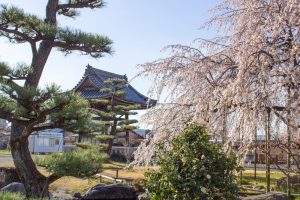 正眼寺、しだれ桜、3月春の花、愛知県小牧市の観光・撮影スポットの画像と写真