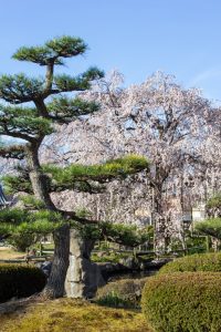 正眼寺、しだれ桜、3月春の花、愛知県小牧市の観光・撮影スポットの画像と写真