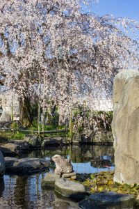 正眼寺、しだれ桜、3月春の花、愛知県小牧市の観光・撮影スポットの画像と写真
