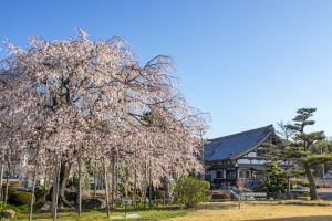 正眼寺、しだれ桜、3月春の花、愛知県小牧市の観光・撮影スポットの画像と写真