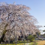 正眼寺、しだれ桜、3月春の花、愛知県小牧市の観光・撮影スポットの画像と写真