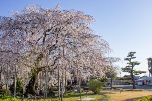 正眼寺、しだれ桜、3月春の花、愛知県小牧市の観光・撮影スポットの画像と写真