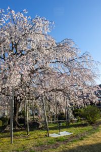正眼寺、しだれ桜、3月春の花、愛知県小牧市の観光・撮影スポットの画像と写真