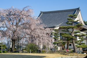 正眼寺、しだれ桜、3月春の花、愛知県小牧市の観光・撮影スポットの画像と写真
