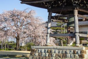 正眼寺、しだれ桜、3月春の花、愛知県小牧市の観光・撮影スポットの画像と写真
