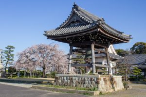 正眼寺、しだれ桜、3月春の花、愛知県小牧市の観光・撮影スポットの画像と写真