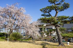 正眼寺、しだれ桜、3月春の花、愛知県小牧市の観光・撮影スポットの画像と写真