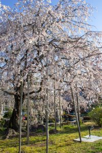 正眼寺、しだれ桜、3月春の花、愛知県小牧市の観光・撮影スポットの画像と写真