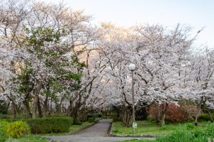 庄内緑地公園、桜、3月の春の花、名古屋市西区の観光・撮影スポットの画像と写真