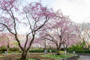 庄内緑地公園、桜、3月の春の花、名古屋市西区の観光・撮影スポットの画像と写真