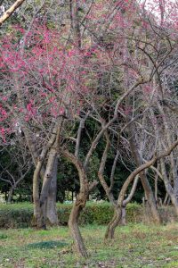 庄内緑地公園、ハナミズキ、2月春の花、名古屋市西区の観光・撮影スポットの画像と写真