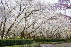 庄内緑地公園、桜、3月の春の花、名古屋市西区の観光・撮影スポットの画像と写真