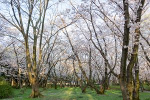 庄内緑地公園、桜、3月の春の花、名古屋市西区の観光・撮影スポットの画像と写真