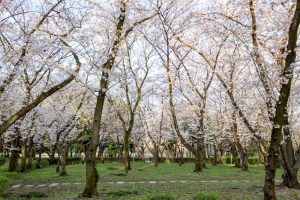 庄内緑地公園、桜、3月の春の花、名古屋市西区の観光・撮影スポットの画像と写真
