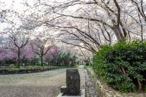 庄内緑地公園、桜、3月の春の花、名古屋市西区の観光・撮影スポットの画像と写真