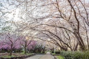 庄内緑地公園、桜、3月の春の花、名古屋市西区の観光・撮影スポットの画像と写真