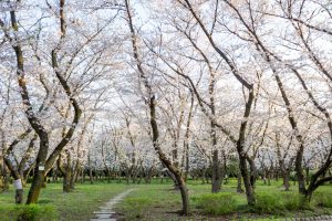庄内緑地公園、桜、3月の春の花、名古屋市西区の観光・撮影スポットの画像と写真