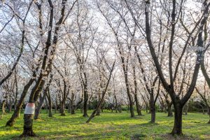 庄内緑地公園、桜、3月の春の花、名古屋市西区の観光・撮影スポットの画像と写真