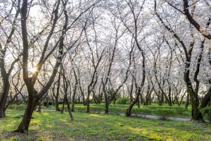 庄内緑地公園、桜、3月の春の花、名古屋市西区の観光・撮影スポットの画像と写真