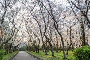 庄内緑地公園、桜、3月の春の花、名古屋市西区の観光・撮影スポットの画像と写真