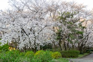 庄内緑地公園、桜、3月の春の花、名古屋市西区の観光・撮影スポットの画像と写真