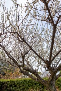 庄内緑地公園、梅、2月春の花、名古屋市西区の観光・撮影スポットの画像と写真