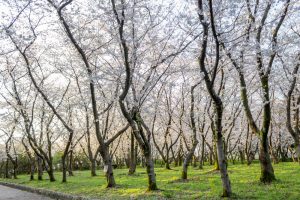 庄内緑地公園、桜、3月の春の花、名古屋市西区の観光・撮影スポットの画像と写真