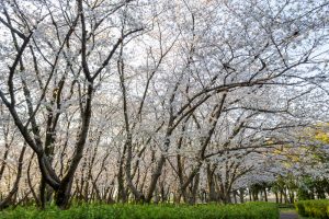 庄内緑地公園、桜、3月の春の花、名古屋市西区の観光・撮影スポットの画像と写真