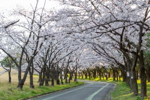 庄内緑地公園、桜、3月の春の花、名古屋市西区の観光・撮影スポットの画像と写真