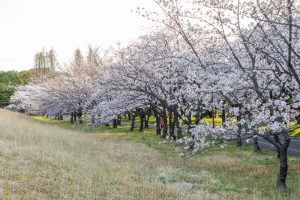 庄内緑地公園、桜、3月の春の花、名古屋市西区の観光・撮影スポットの画像と写真