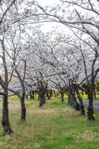 庄内緑地公園、桜、3月の春の花、名古屋市西区の観光・撮影スポットの画像と写真庄内緑地公園、桜、3月の春の花、名古屋市西区の観光・撮影スポットの画像と写真
