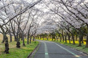 庄内緑地公園、桜、3月の春の花、名古屋市西区の観光・撮影スポットの画像と写真