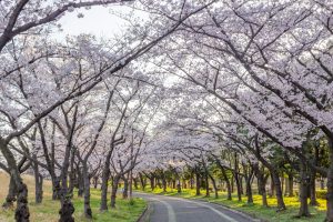 庄内緑地公園、桜、3月の春の花、名古屋市西区の観光・撮影スポットの画像と写真